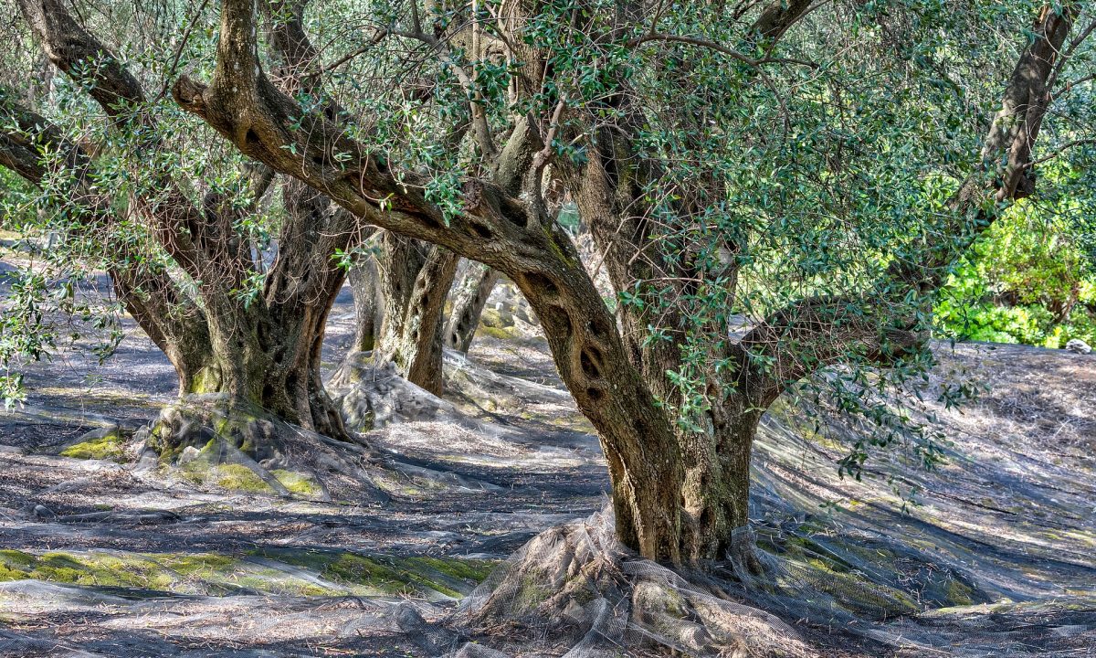 Φθινόπωρο στην ορεινή Ελλάδα: 7 προορισμοί για αποδράσεις με χρώματα και τζάκι