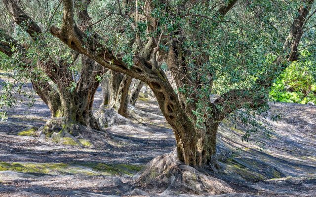 Φθινόπωρο στην ορεινή Ελλάδα: 7 προορισμοί για αποδράσεις με χρώματα και τζάκι